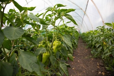 Najlon čarape u bašti, e ovo još niste probali: Paprike zbog njih niču kao lude, budu teške i mesnate