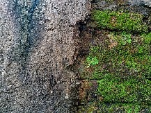 SPASITE SVOJU BAŠTU Tretman pomoću kojeg mahovina zagarantovano nestaje