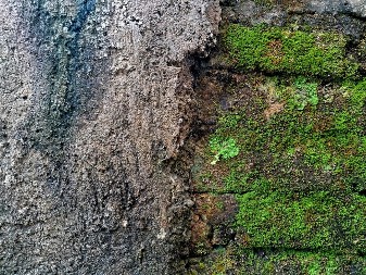 SPASITE SVOJU BAŠTU Tretman pomoću kojeg mahovina zagarantovano nestaje