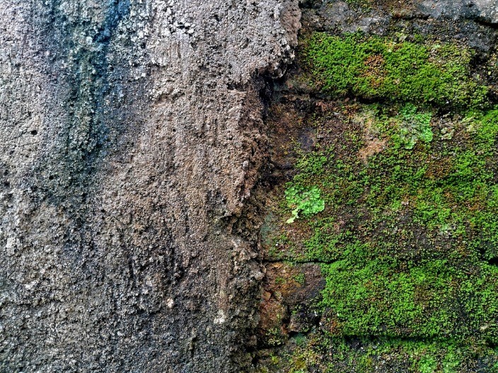 SPASITE SVOJU BAŠTU Tretman pomoću kojeg mahovina zagarantovano nestaje