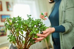 Dajte krasuli samo jednu tabletu i procvetaće kao nikad: Čak i suva biljka ponovo oživi "drvo novca"