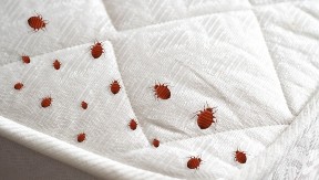 Stenice mrze ovaj miris: Sprej od 2 sastojka ih tera iz kuće