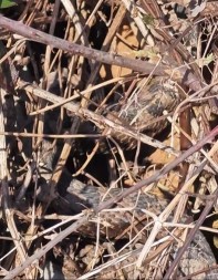 OTAC I SIN U ŠETNJI NALETELI NA LEGLO POSKOKA Nekoliko otrovnica sunčalo se na istom mestu