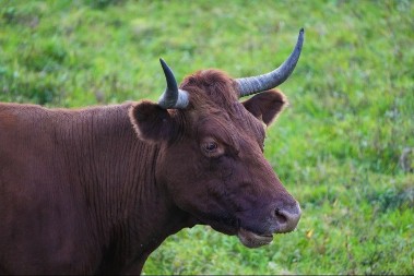 Dugoročna investicija - na aukciji, bik prodat za 143.000