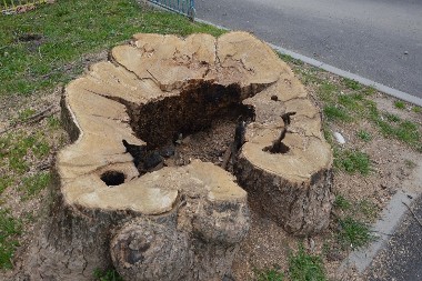 OVU METODU KORISTE BAŠTOVANI Evo kako da najlakše izvadite PANJ iz zemlje