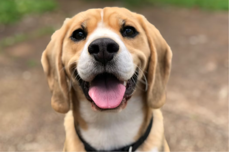 OVE MIRISE PSI NE PODNOSE Kad ih osete, neće ni da priđu