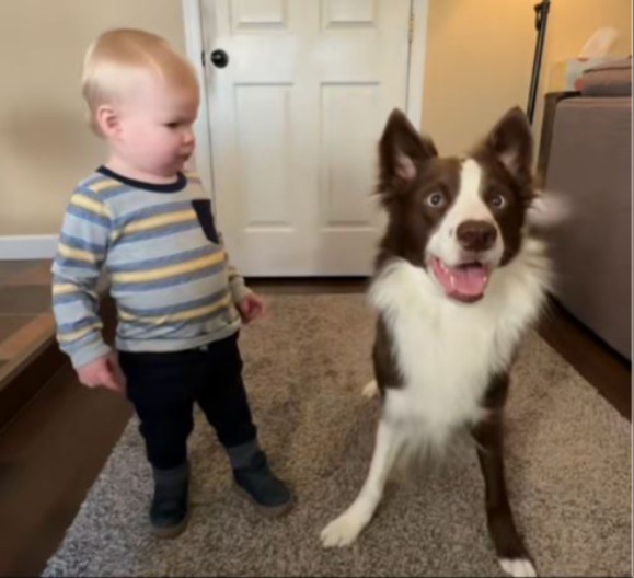 KO BOLJE SLUŠA MAMU? Žena snimila sina i psa kako izvršavaju naredbe – milioni plaču od smeha