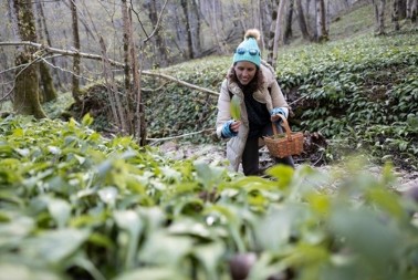Zovu ga "UBICA OTROVA": Ova prolećna biljka čisti krvne sudove i jača imunitet, a raste svuda po Srbiji