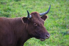 Dugoročna investicija - na aukciji, bik prodat za 143.000 evra