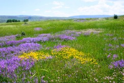 Prirodni ozempik krije se i u biljci sa Balkana: Naučnici otkrivaju šta zaista radi