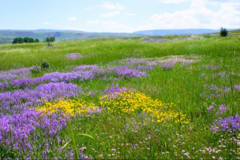 Prirodni ozempik krije se i u biljci sa Balkana: Naučnici otkrivaju šta zaista radi