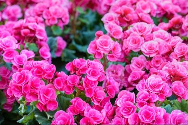 Cveće koje tera svađu, a privlači sreću: Sve bake su ga gajile i verovale u njegovu moć