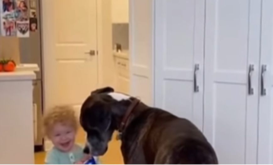 KAKAV TANDEM Pogledajte šta rade mališan i ogromna doga - video je hit