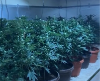 PRVI SNIMCI VELIKE POLICIJSKE AKCIJE KOD SUBOTICE Otkrivena tajna laboratorija kanabisa, zaplenjene stotine biljaka