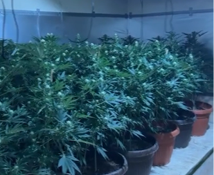 PRVI SNIMCI VELIKE POLICIJSKE AKCIJE KOD SUBOTICE Otkrivena tajna laboratorija kanabisa, zaplenjene stotine biljaka