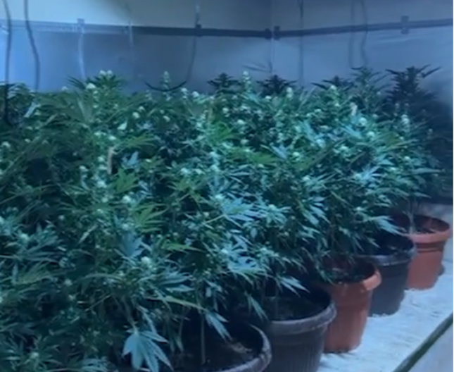 PRVI SNIMCI VELIKE POLICIJSKE AKCIJE KOD SUBOTICE Otkrivena tajna laboratorija kanabisa, zaplenjene stotine biljaka