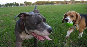 VAŽE ZA NAJOPASNIJE PSE: Mnogi ih u Srbiji drže u stanu, a zabranjeni su u svetu