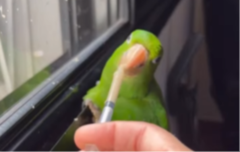 PORODICA NAŠLA POVREĐENOG PAPAGAJA Negovali ga, pa ga pustili nazad u prirodu, a onda se desilo nešto POTPUNO NEOČEKIVANO (VIDEO) 