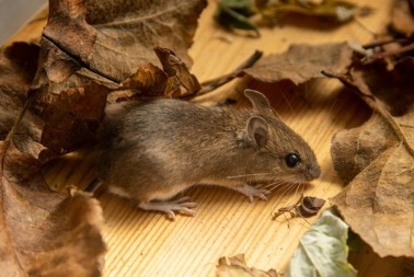 REŠITE SE MIŠEVA Ovo su razlozi zbog kojih vam stalno ulaze u kuću i dvorište