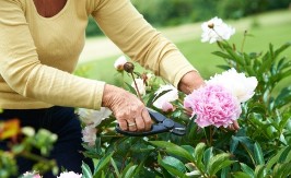 Ovako se pravilno sadi božur: Uz ovaj trik ima da vam cveta celo leto, a cvetova će biti duplo više