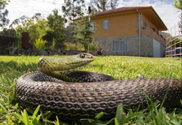 KAKO OTERATI ZMIJE OKO KUĆE Posadite ovu biljku, ne podnose njen miris i odmah će pobeći iz dvorišta!