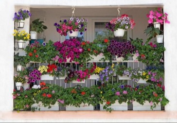 SVI ĆE SE DIVITI VAŠEM BALKONU Ovih 5 biljaka biće vaš najlepši ukras do kasne jeseni