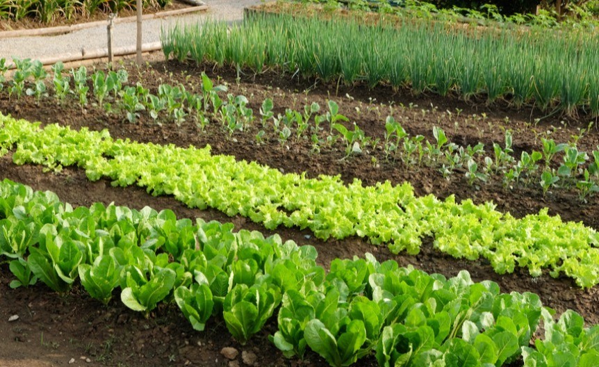 Sadnja povrća u proleće: Posejte sada ovih 8 vrsta, ješćete ih za mesec dana!