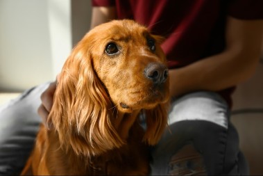 AKO SE PITATE ZAŠTO VAS LJUBIMAC STALNO PRATI PO KUĆI, OVO JE ODGOVOR Vlasnici pasa - obratite pažnju