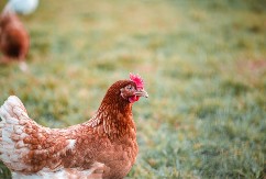DRAMA U BIJELOM POLJU Bacili uginule kokoške na deponiju, pa proširili zarazu na komšije!