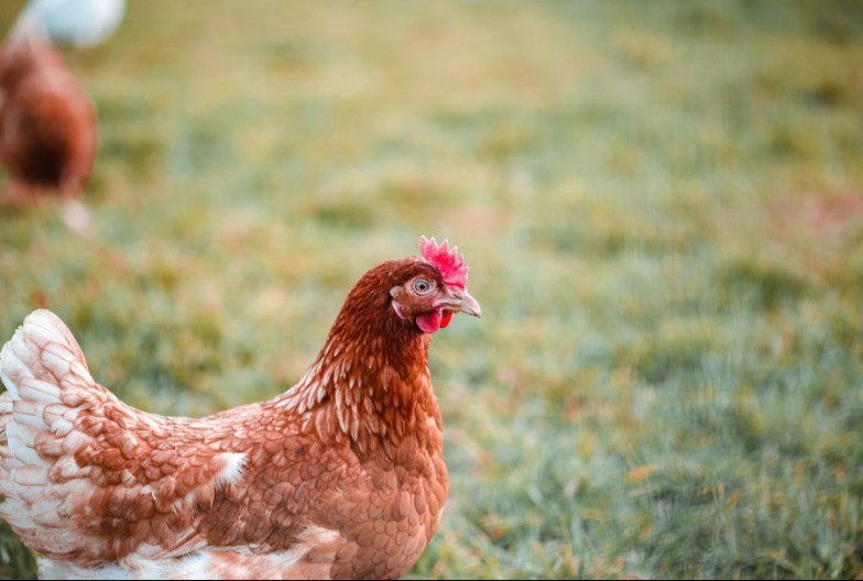 DRAMA U BIJELOM POLJU Bacili uginule kokoške na deponiju, pa proširili zarazu na komšije!
