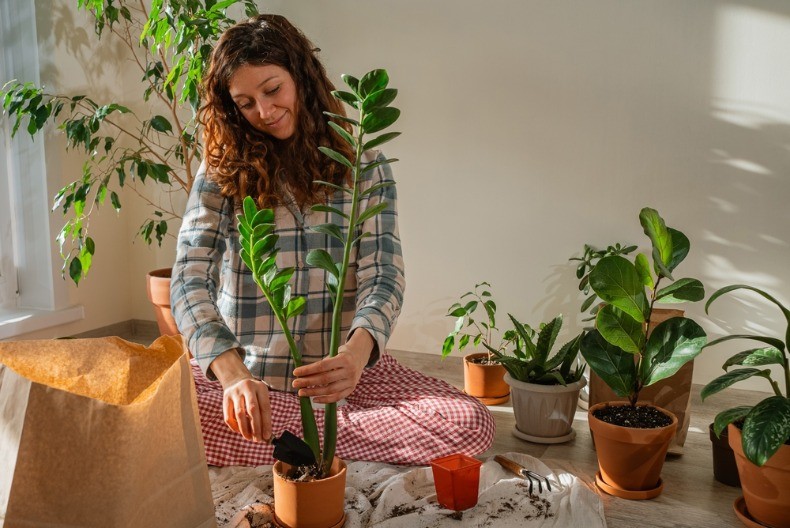 IZGLEDA MOĆNO U SVAKOM DOMU Ova biljka provereno uspeva i onima kojima sve uvene