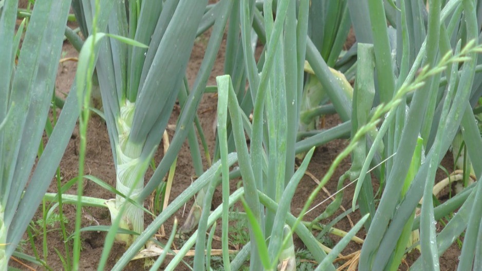 5 razloga zašto svaki dan treba jesti mladi luk