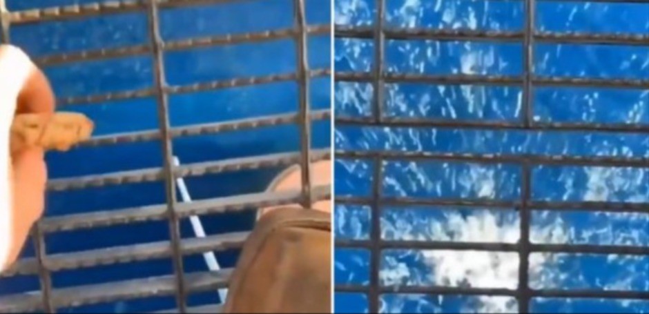 SNIMAK SA NAFTNE PLATFORME LEDI KRV Bacio hranu kroz rešetku u more - zveri zgrabile plen u sekundi!