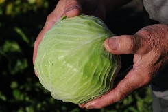 Ma kakvi noževi, kakvo bre rende, samo ovo i nema gnječenja! Kako se seče kupus za salatu, tanak, tanak da ne može biti tanji