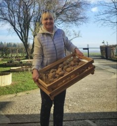 Sadi se u martu, vadi u junu, pa opet na jesen: Evo kako da krompir rađa dva puta godišnje