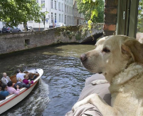 OVO JE NAJFOTOGRAFISANIJI PAS NA SVETU Mnoge asocira na ovaj prelepi evropski grad - našao se na slikama brojnih turista