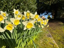 MIRISNI SIMBOL PROLEĆA MOŽE DUGO DA VAM ULEPŠAVA BAŠTU Baštovani otkrivaju kako 
