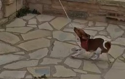 VIRALNI HIT SA KRITA Pas postao „PAStor“ – meštani kažu da je najposvećeniji član parohije! (VIDEO)