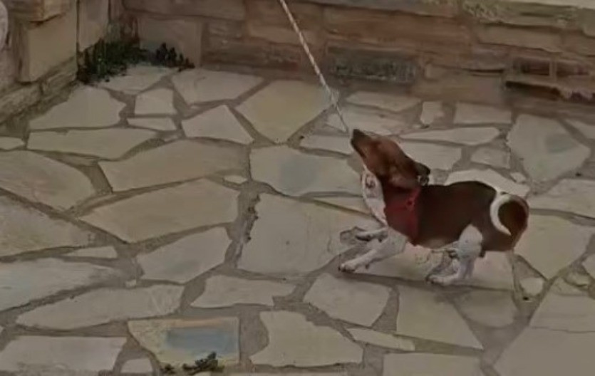 VIRALNI HIT SA KRITA Pas postao „PAStor“ – meštani kažu da je najposvećeniji član parohije! (VIDEO)