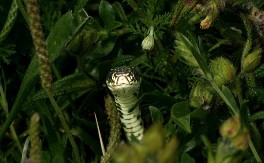 NE SADITE OVO U DVORIŠTU! Privlači zmije kao magnet, a mnogi prave istu grešku