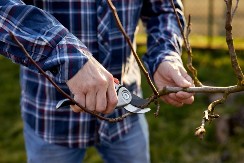 Iskusna baštovanka otkriva koje biljke nikako ne smeju da se orezuju krajem zime i početkom proleća: Zbog ovih grešaka ostajemo bez bujnih cvetova