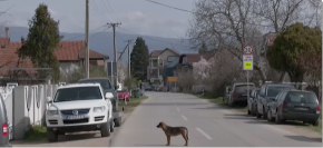 OTROVANI PSI I DALJE U BUNARU Stravičan problem u selu Tešica, žena dobila prijavu