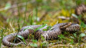 IMATE OVO U DVORIŠTU? Ne čudite se ako se pojavi zmija
