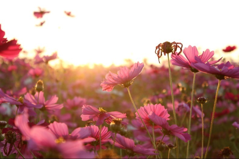 Želite li šarenu baštu? Iskusni baštovani već sade ovu biljku