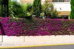 5 biljaka koje je najbolje posaditi kao živu ogradu: Zaklanjaju poglede, izgledaju luksuzno i podižu vrednost svakog dvorišta