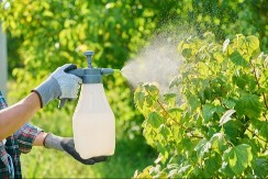 NI POD RAZNO IH NE UBIJAJTE: Ovi mali insekti mogu da spasu vašu baštu i donesu OGROMAN PRINOS!