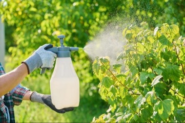 NI POD RAZNO IH NE UBIJAJTE: Ovi mali insekti mogu da spasu vašu baštu i donesu OGROMAN PRINOS!