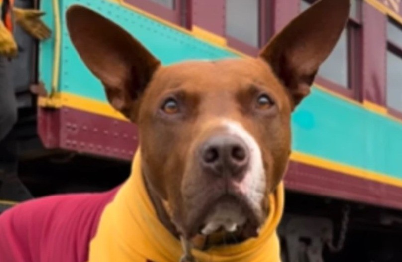 SUZE SAME IDU: Pas prvi put u vozu, njegova reakcija je nešto NAJLEPŠE što ćete danas videti! (VIDEO)