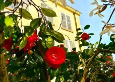 Egzotična lepotica u senci cveta kao luda: Nećete verovati koliko dugo traje njen raskoš  