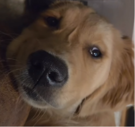 PRESLATKO I NEODOLJIVO Pogledajte kako je sam sebe uplašio lavežom - video je hit